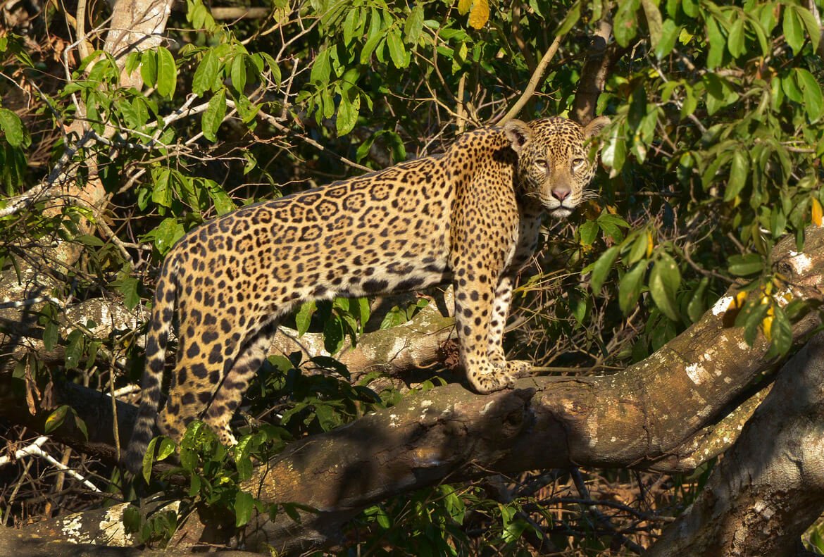 Connect With Nature:Jaguar Watching in South America