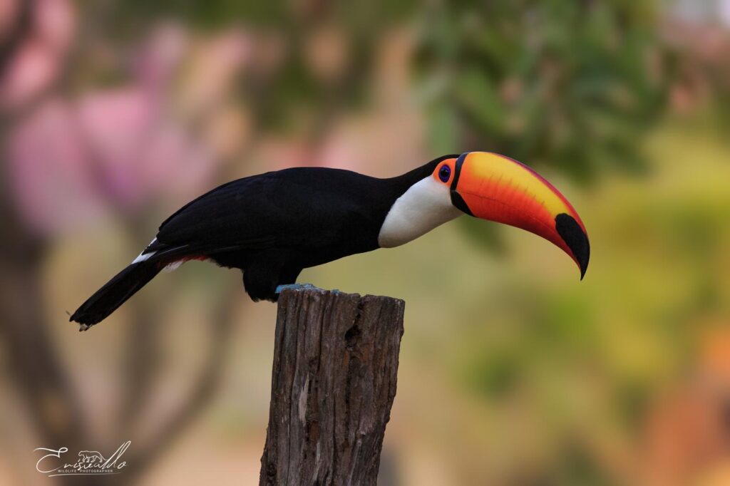 The Definitive Guide: Pantanal Birds 2026 Season