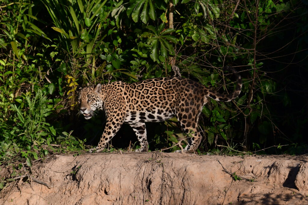 A majestic jaguar posing by a riverbank in the Pantanal, a coveted moment for visitors.