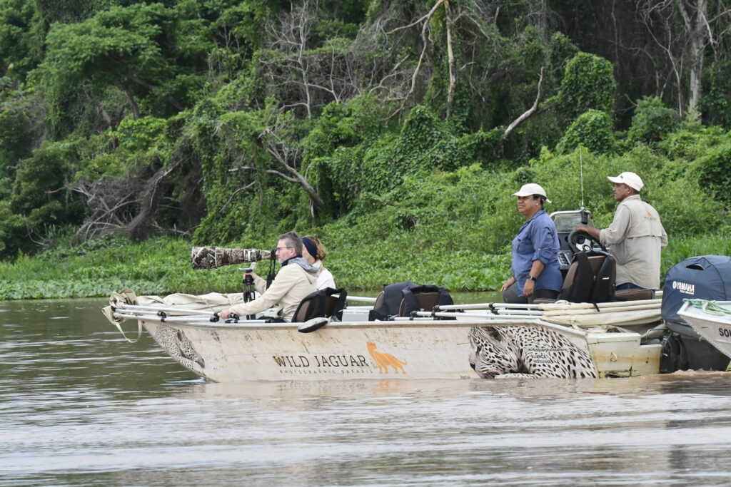 Best Season for Jaguar Tracking Pantanal
