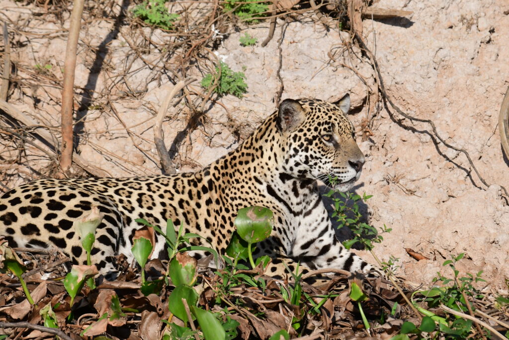 Pantanal Jaguar 100% Guaranteed: Key Dates