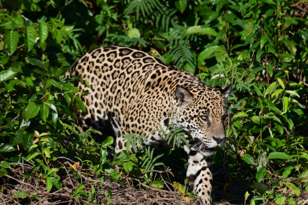 Pantanal Safari in July: A Good Season?