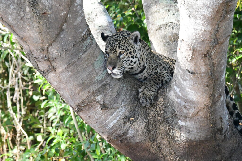 Long telephoto lens capturing a jaguar in its habitat.