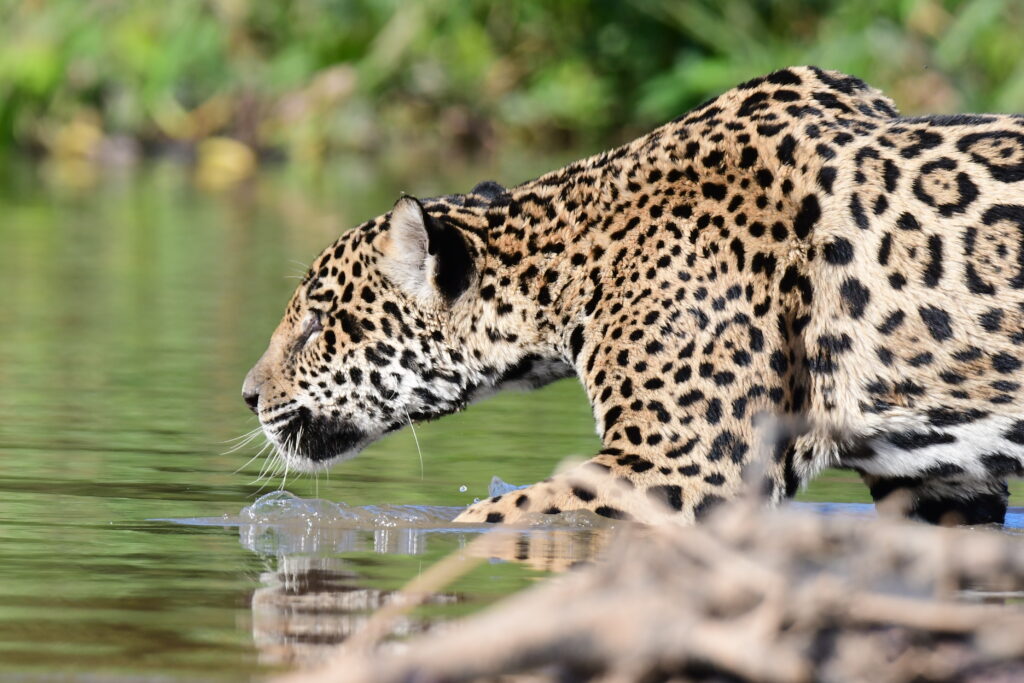 Jaguar Pantanal Safaris Tour: Recommendations