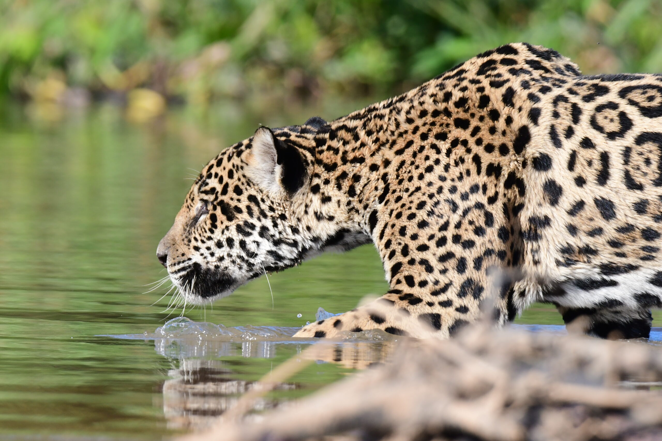 Jaguar Pantanal Safaris Tour: Recommendations