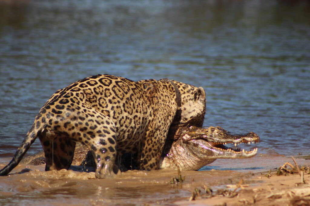 Best Times to See Jaguars in the Pantanal: Outlook for 2026